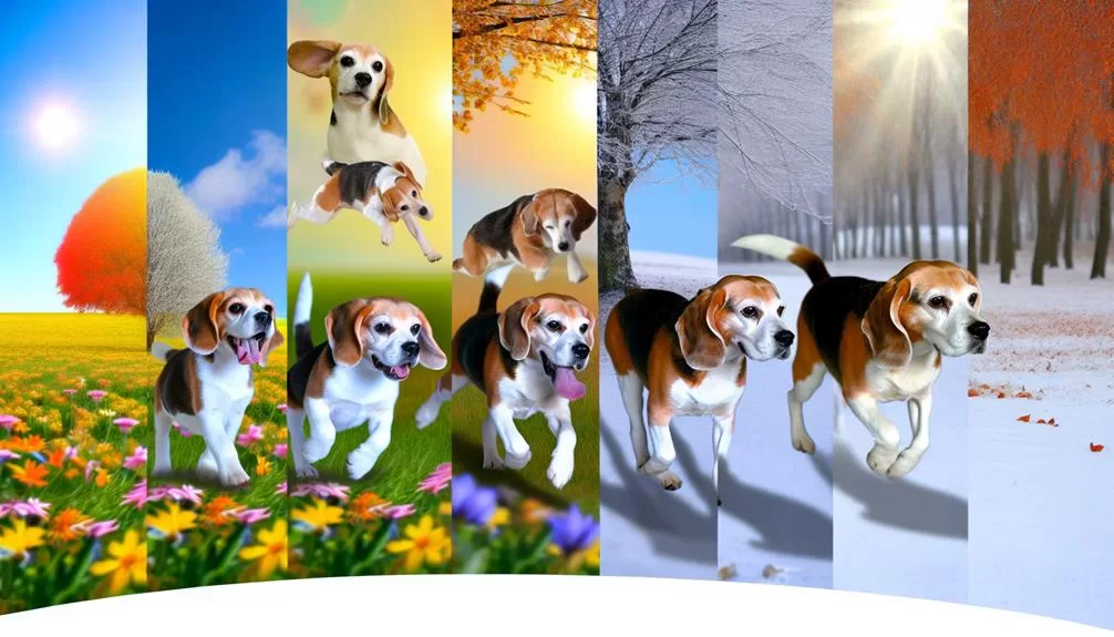 beagles leven gemiddeld 12 15 jaar