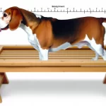 bench grootte voor beagle