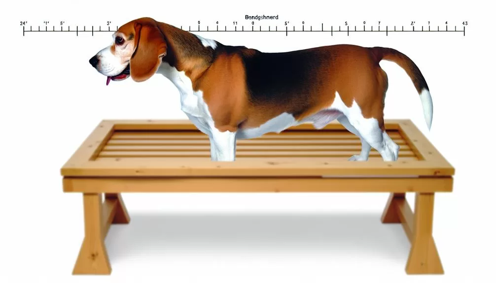 bench grootte voor beagle